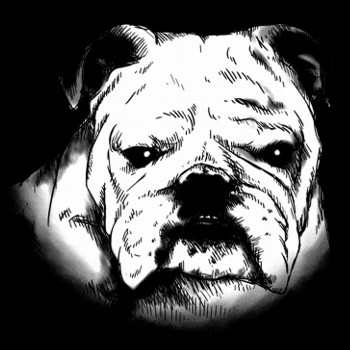 Haushund, Englische Bulldogge