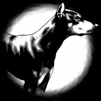 Haushund, Dobermann