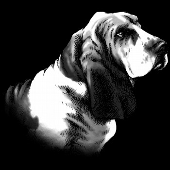 Haushund, Basset Hound
