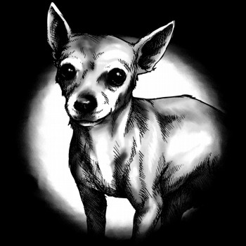 Haushund, Chihuahua