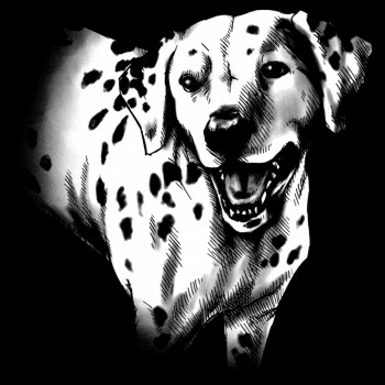 Haushund, Dalmatiner