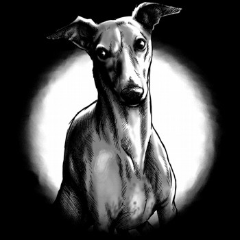 Haushund, Whippet