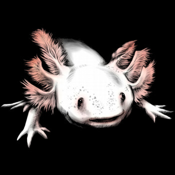 Axolotl