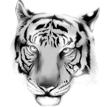 Tiger, Sumatra-Tiger