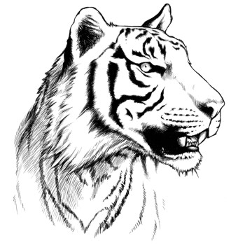 Tiger, Sumatra-Tiger