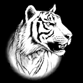 Tiger, Sumatra-Tiger