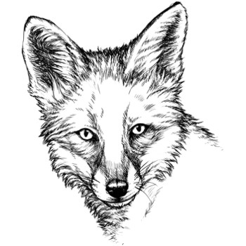 Fuchs, Rotfuchs