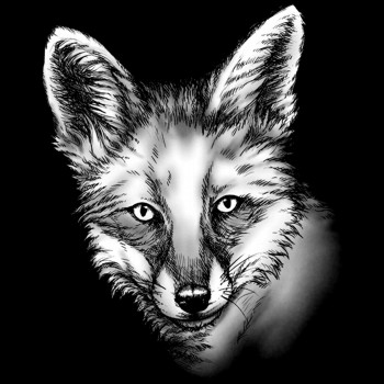 Fuchs, Rotfuchs