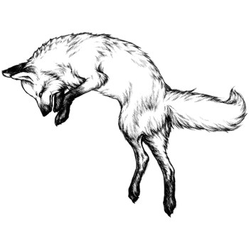 Fuchs, Rotfuchs