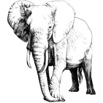 Elefant, afrikanisch