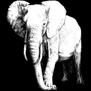 Elefant, afrikanisch
