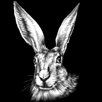 Hase, Feldhase