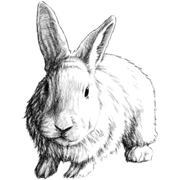 Hase, Hauskaninchen