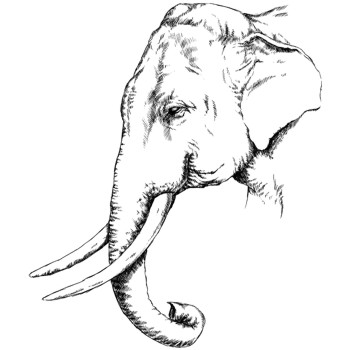 Elefant, asiatisch