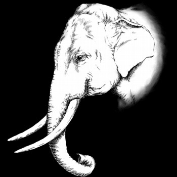 Elefant, asiatisch