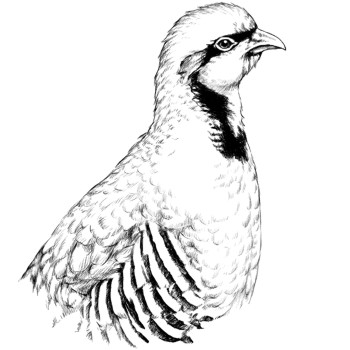 Chukar-Steinhuhn