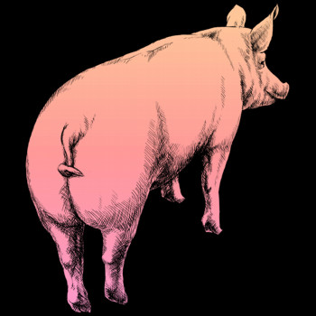 Schwein, Hausschwein