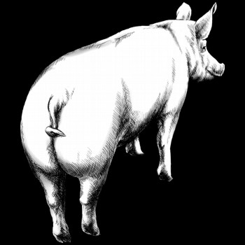 Schwein, Hausschwein