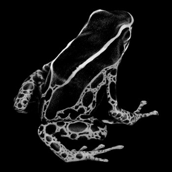 Frosch, Färberfrosch