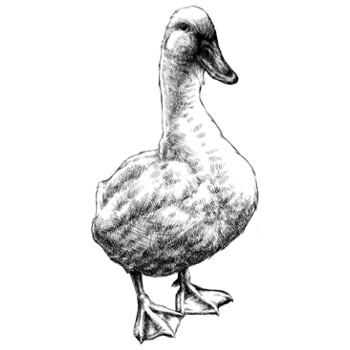 Ente, Pekingente
