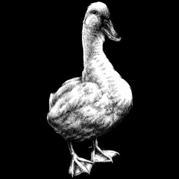 Ente, Pekingente