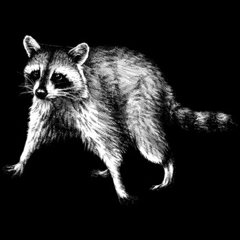 Waschbär