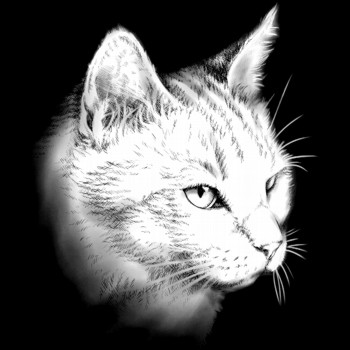 Hauskatze, Britisch Kurzhaar