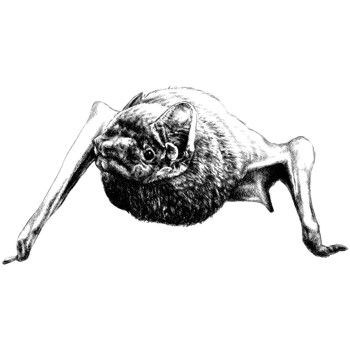Fledermaus, Großer Abendsegler