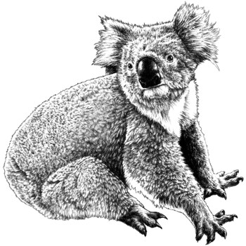 Koala