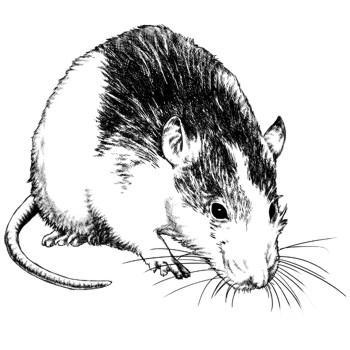 Ratte, Farbratte
