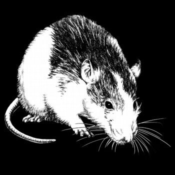 Ratte, Farbratte