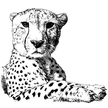 Gepard