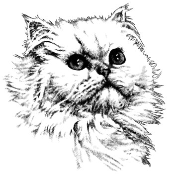 Hauskatze, Perser