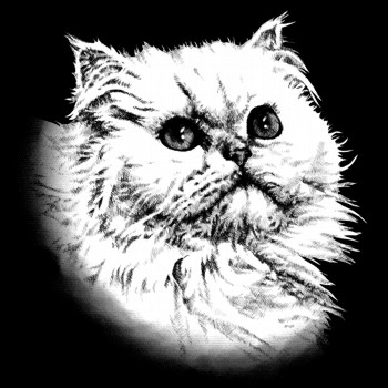 Hauskatze, Perser