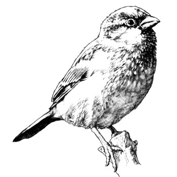 Hausspatz