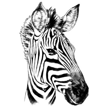 Zebra, Steppenzebra