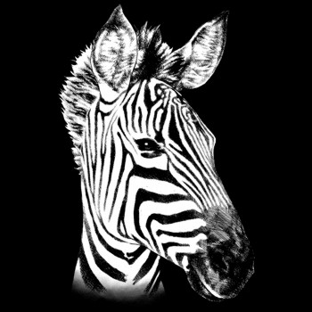 Zebra, Steppenzebra