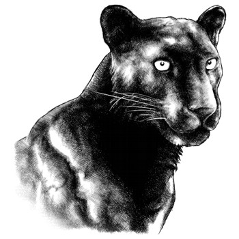 Leopard, schwarzer Panther