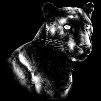 Leopard, schwarzer Panther