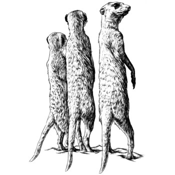 Erdmännchen
