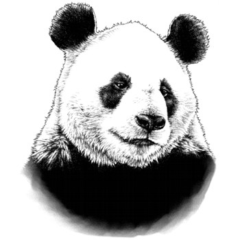 Panda, Großer Panda