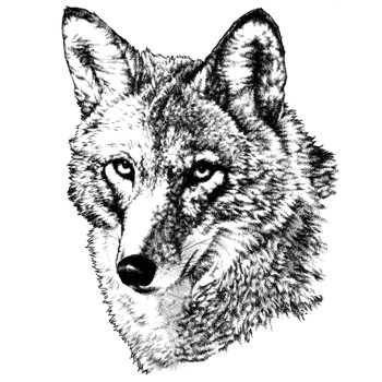 Kojote