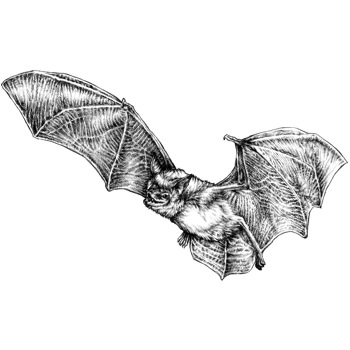 Fledermaus, Großes Mausohr