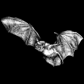 Fledermaus, Großes Mausohr