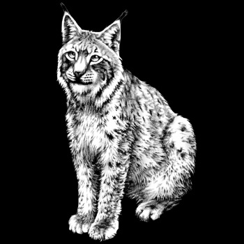 Luchs, Eurasischer