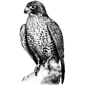 Falke, Gerfalke