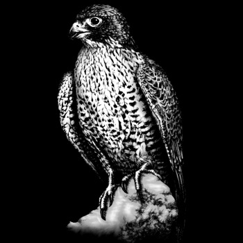 Falke, Gerfalke